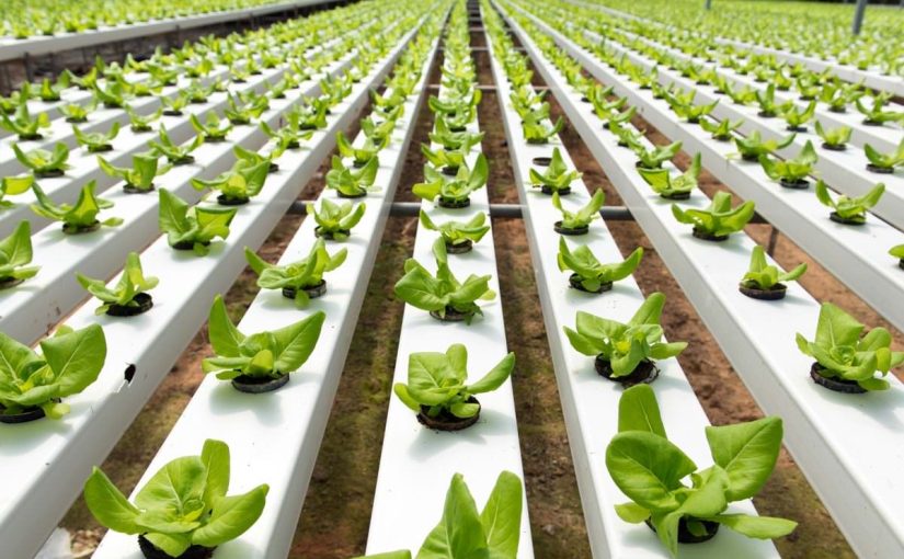 Hydroponic Smart Farming: Cultivating the Future of Agriculture