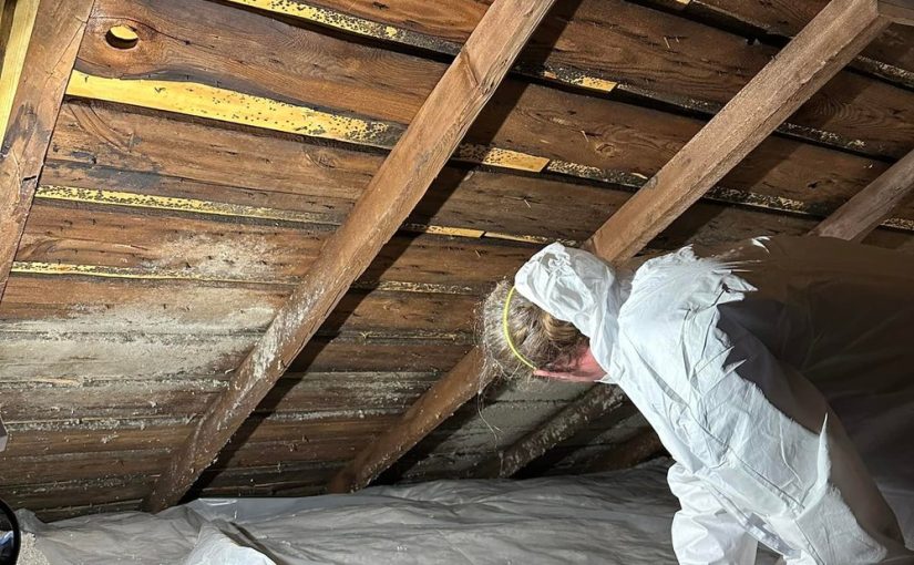 Mold Removal 101: Effective Tips To Eliminate Mold From Your Home