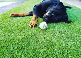Dog-Friendly Artificial Grass Installation: Create A Pet-Friendly Yard