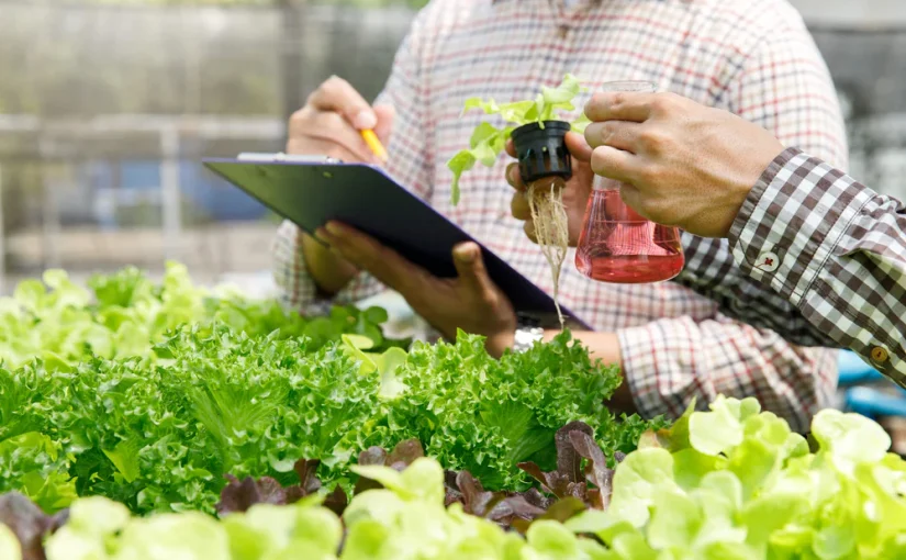 Hydroponics Grow Bags: A Comprehensive Guide to Optimizing Plant Growth