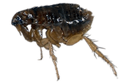 How To Get Rid Of Fleas: Handy Pest Control Tips