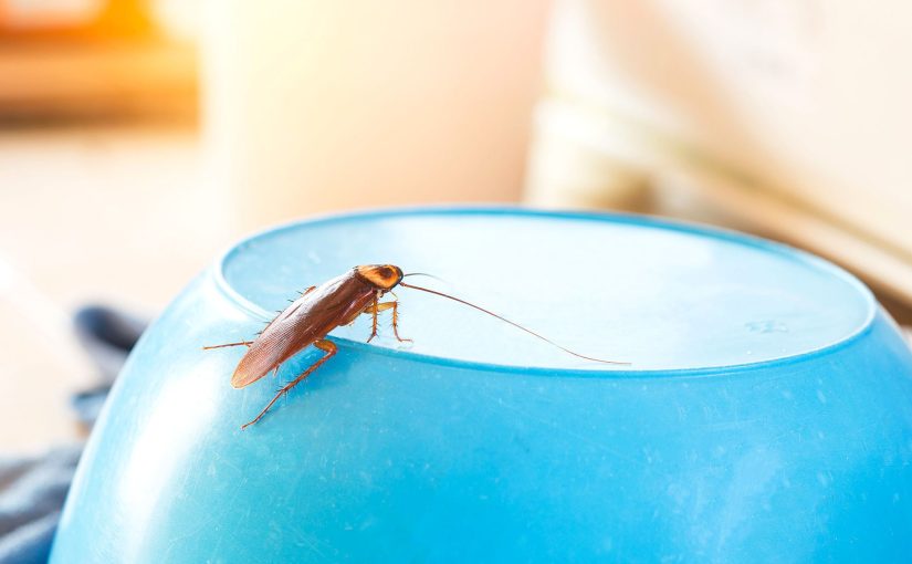 The Best Cockroach Pest Control Solutions: Top Tips For Eradicating Infestations