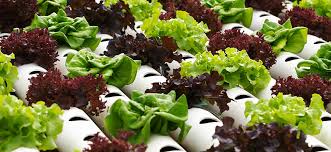 How-To: Terpene Products For Hydroponics