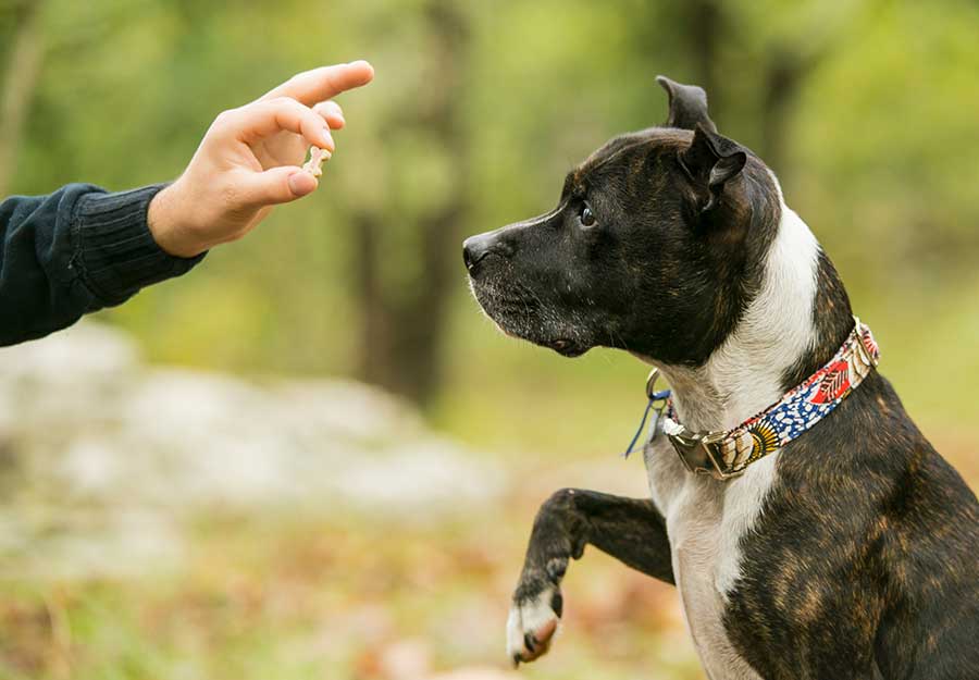 The Best Dog Training Techniques For Obedience And Behavior